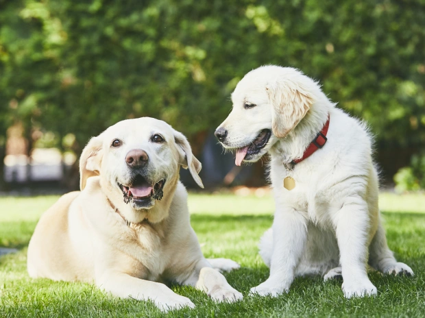 Adult and puppy yellow Labradors sitting together on grass, representing pet insurance and financing options