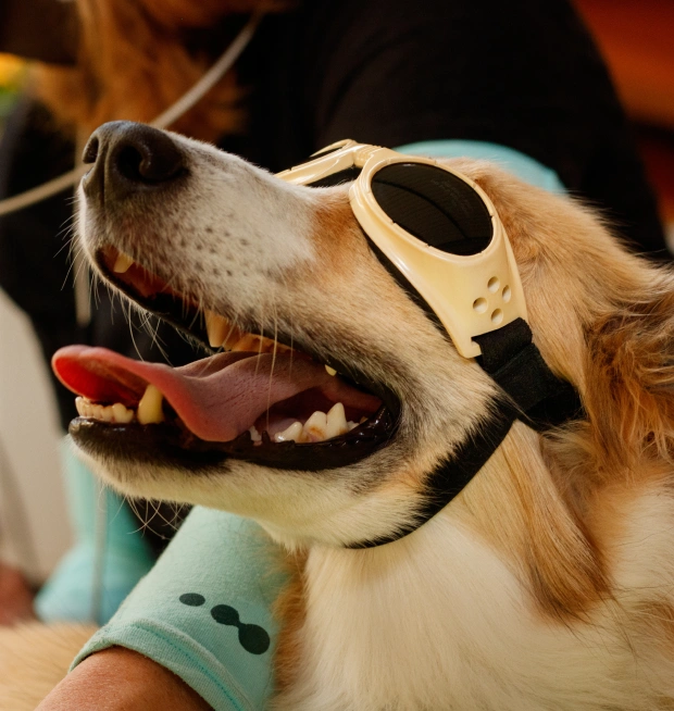 Dog wearing protective goggles during laser therapy treatment at the veterinary clinic