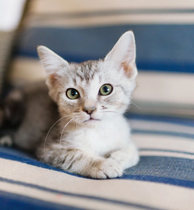 Curious gray and white kitten sitting on a striped couch, welcoming new veterinary patients
