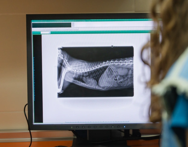 Veterinary staff reviewing a pet's x-ray on screen for an accurate diagnosis at our North Peoria clinic