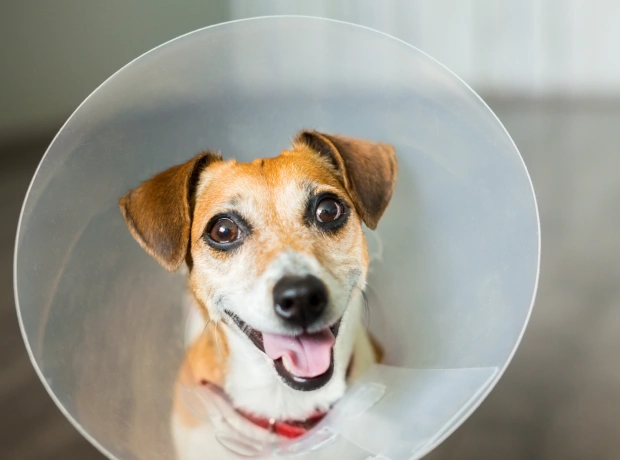Smiling Jack Russell Terrier wearing a protective cone, recovering after surgery at our North Peoria clinic