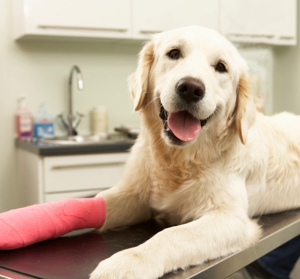 Happy golden retriever with a bandaged leg on a vet exam table, recovering after TPLO surgery in North Peoria