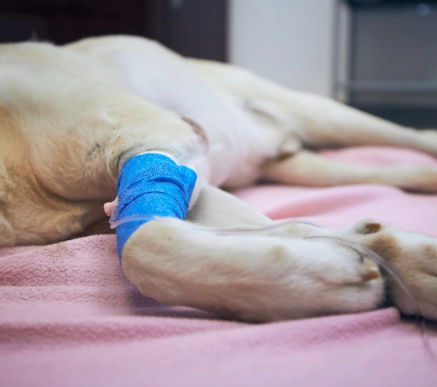 Sedated Labrador with a bandaged leg resting on a blanket during TPLO surgery recovery
