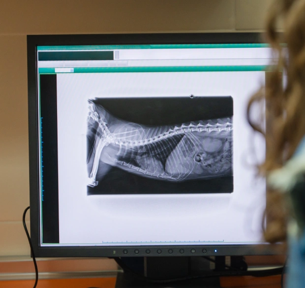 Veterinary staff reviewing a pet's x-ray on screen for an accurate diagnosis