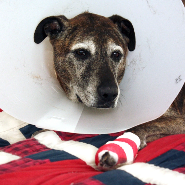 Senior dog wearing a protective cone with a bandaged leg, recovering from orthopedic surgery