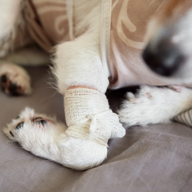 Close-up of a dog's bandaged paw, recovering after orthopedic surgery