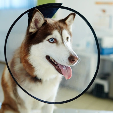 Husky wearing a protective cone, recovering after soft tissue surgery
