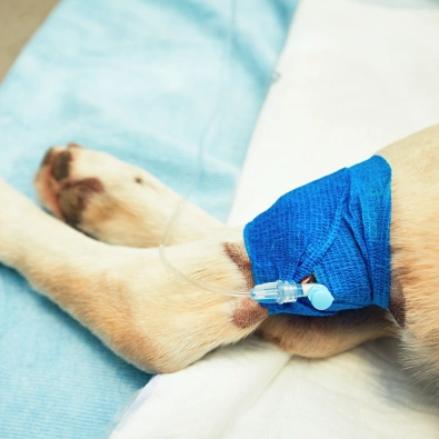 Close-up of a dog's leg with an IV catheter, recovering after TPLO surgery