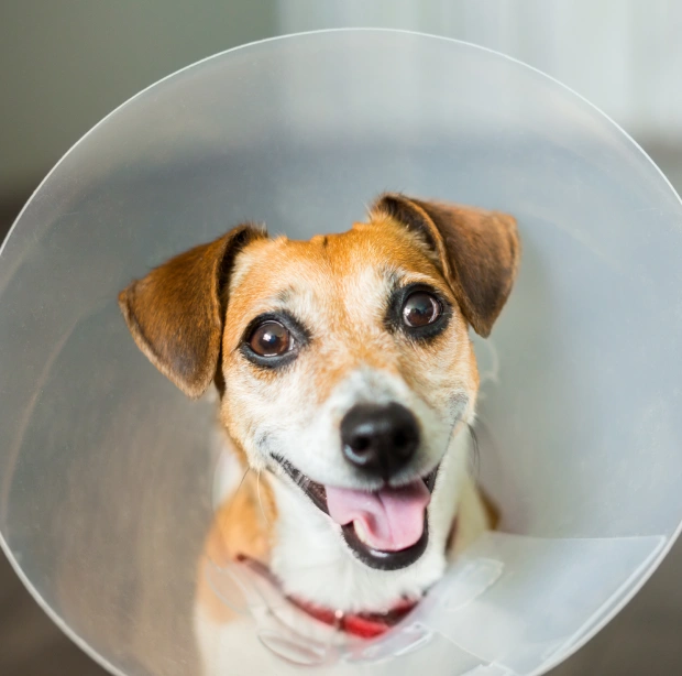 Smiling Jack Russell Terrier wearing a protective cone, recovering well after surgery