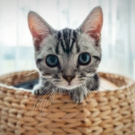 Gray tabby kitten peeking out of a woven basket, representing preventative care for cats