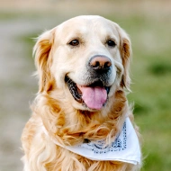 Golden retriever wearing a bandana, representing preventative care for dogs