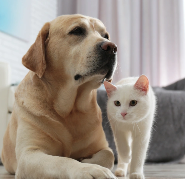 Yellow Labrador and white cat sitting together, representing preventative pet care for dogs and cats