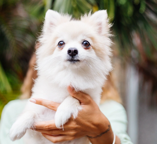Person holding a fluffy white Pomeranian, representing helpful pet care resources