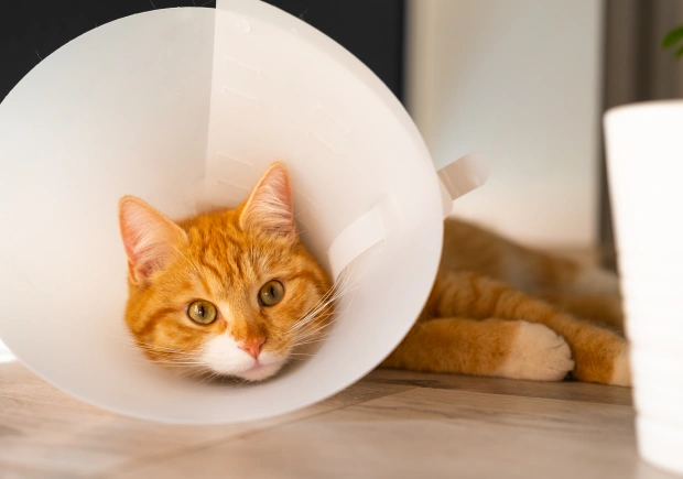 Orange tabby cat wearing a protective cone, recovering after soft tissue surgery