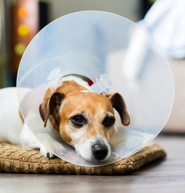 Jack Russell Terrier wearing a protective cone, resting after soft tissue surgery