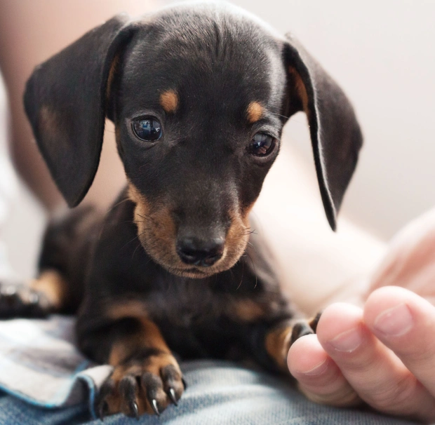 Person gently holding a dachshund puppy, representing after-hours emergency pet care in South Peoria
