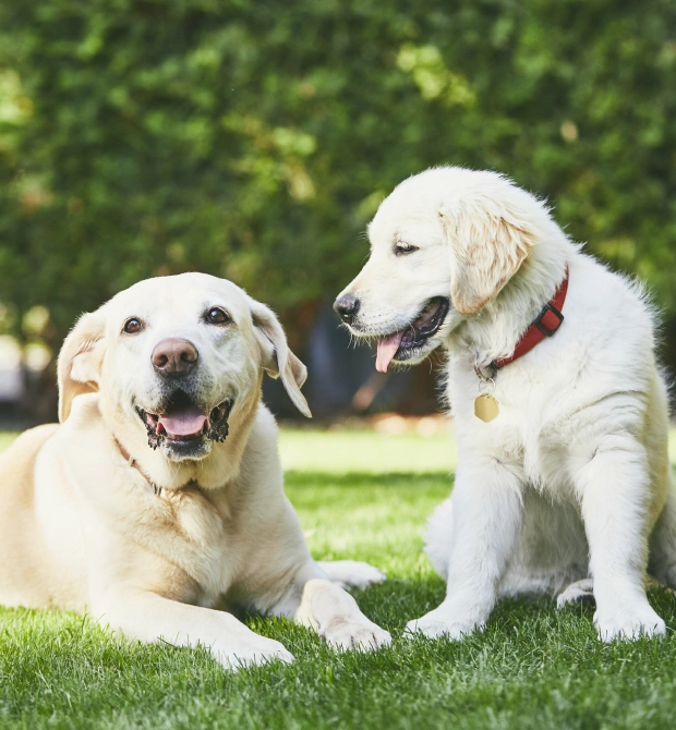 Adult and puppy yellow Labradors sitting together on grass, representing pet insurance and financing options in South Peoria