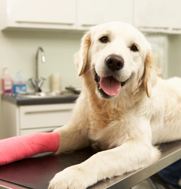 Happy golden retriever with a bandaged leg on a vet exam table, recovering well after TPLO surgery