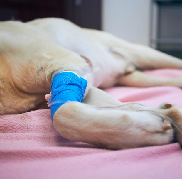 Sedated Labrador with a bandaged leg resting on a blanket during TPLO surgery recovery