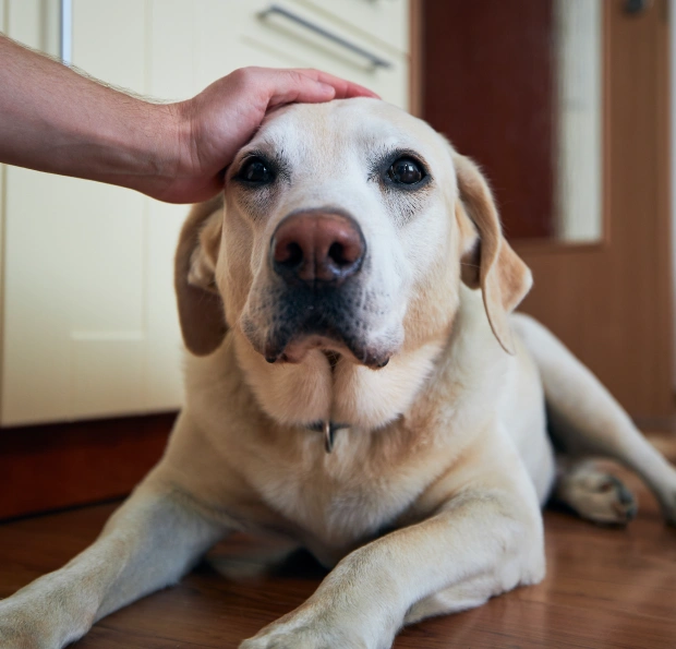 Person comforting a yellow Labrador at home, representing urgent pet care services