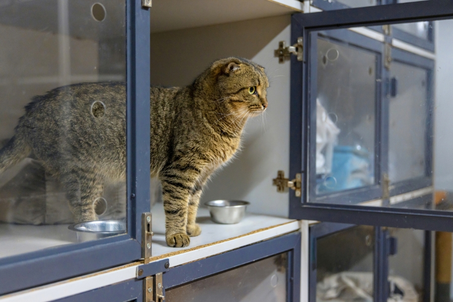 pet-behavior-changes-urgent-veterinary-care