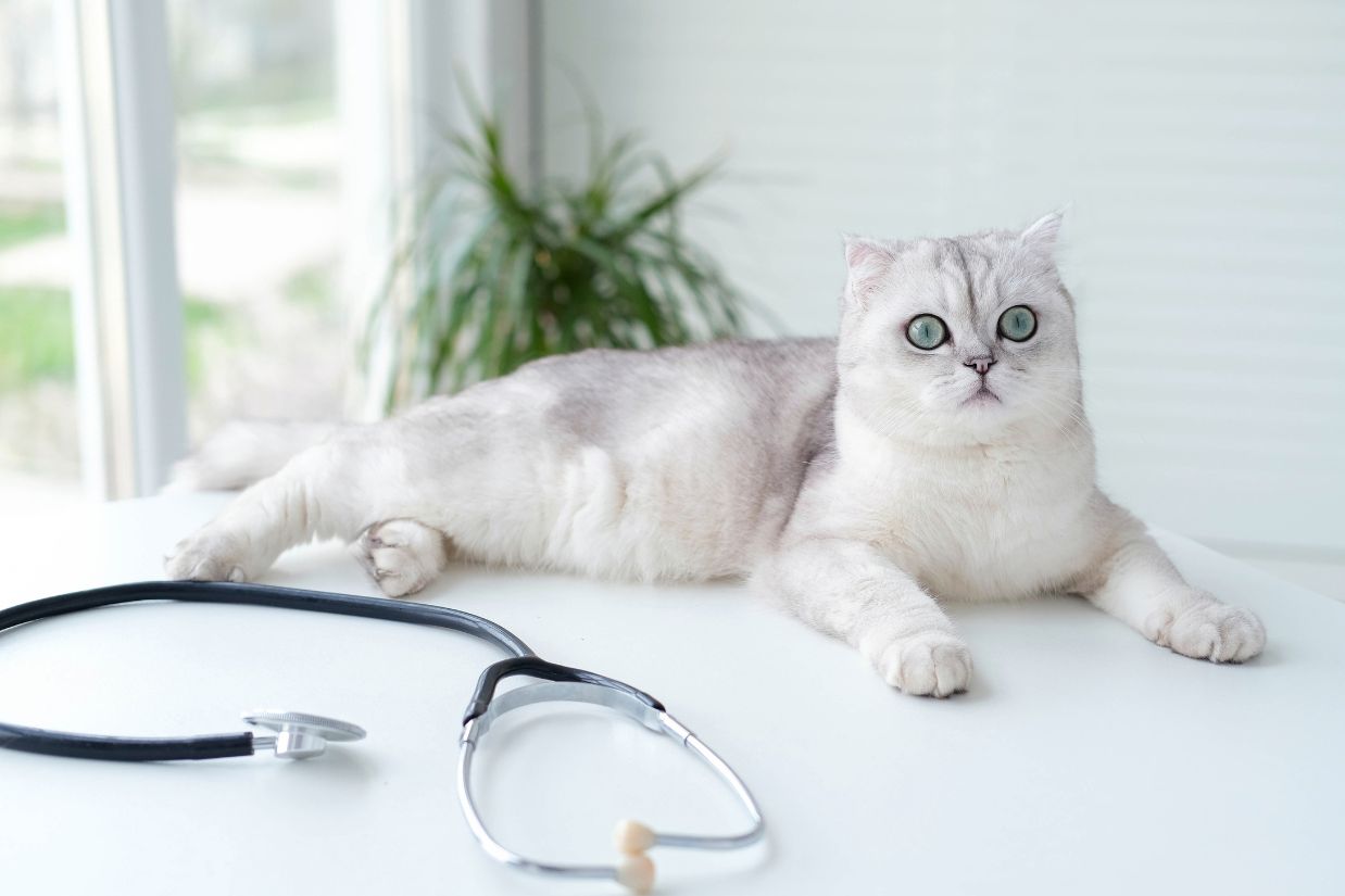 pet-diagnostics-hidden-health-problems