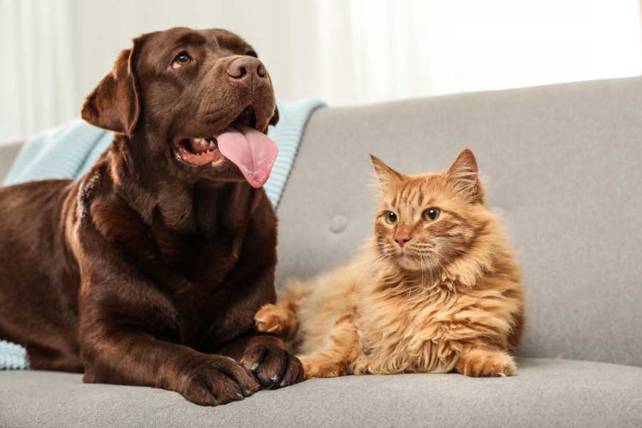choosing-the-right-veterinarian