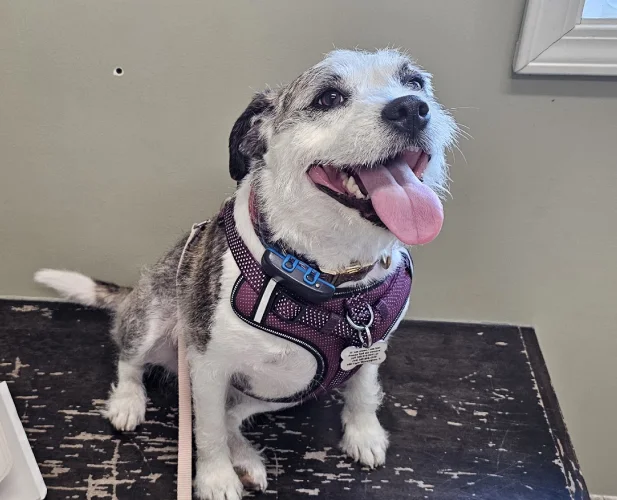 Welcome to Meadowbrook Veterinary Clinic