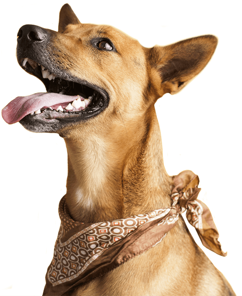 Brown dog with mouth open wearing a bandana.